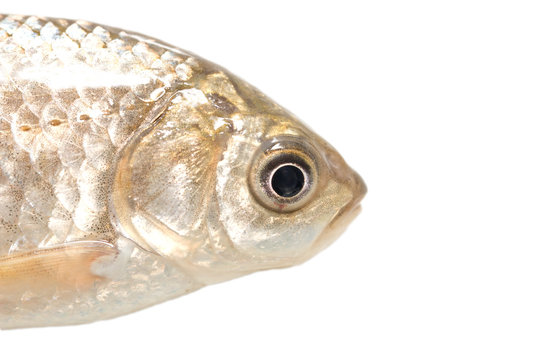 fish head on a white background. macro