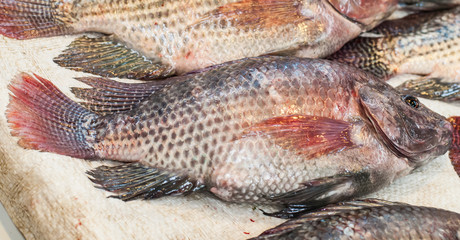 Fototapeta premium fresh Fish