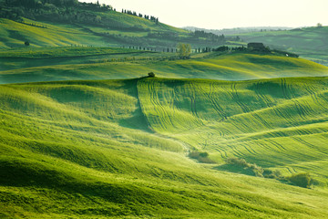 Countryside, San Quirico´Orcia , Tuscany, Italy