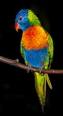 rainbow lorikeet parrot isolated on a black background