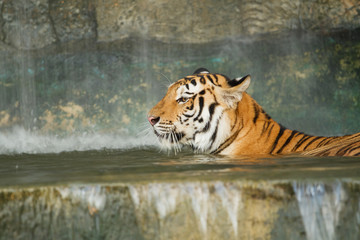 Fototapeta na wymiar Tiger, dziki kot w dżungli