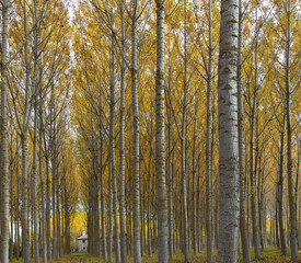 BOsque de ribera en otoño (Aguilar de Campoo,Palencia)