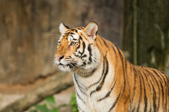 Tiger,wild cat in the jungle