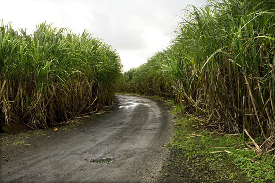 Sugar cane plantation