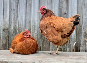 two chickens