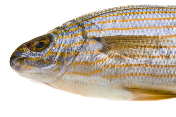 Salema porgy - sarpa fish