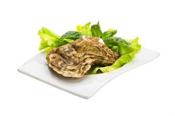 Fresh oyster