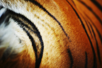 tiger © yellowj