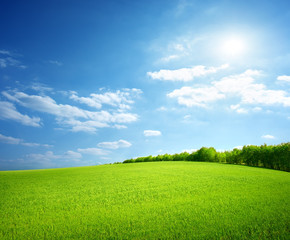 Field of green grass