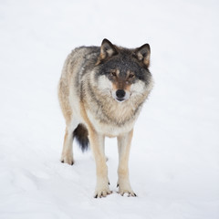 Obraz premium One Wolf Alone in the Snow