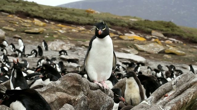 Rockhopper penguin sitting on a rock