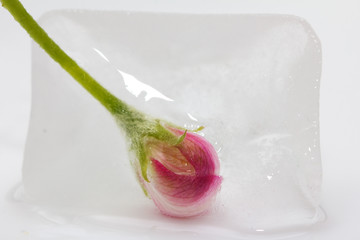 flower of ice on white background