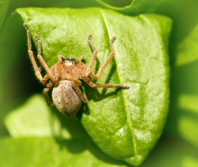 portrait of a spider in nature. macro