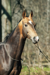 Fototapeta premium portrait of ahalteke beautiful stallion in spring forest.