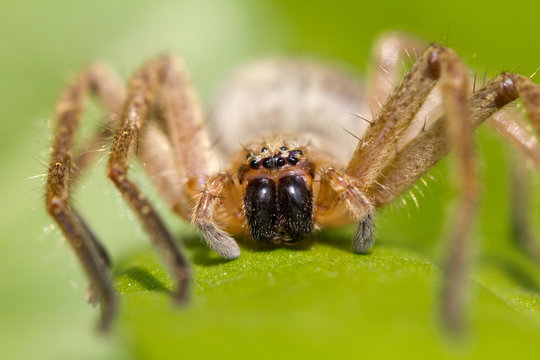 portrait of a spider in nature. macro