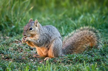 Naklejka na ściany i meble Squirrel eating bird seeds in the garden
