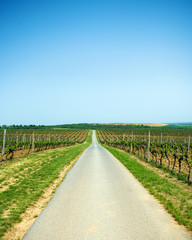 Obraz premium Road through vineyards on the hills