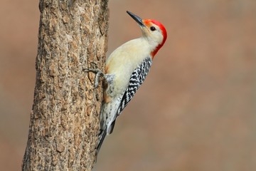 Woodpecker on a Tree