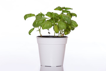 Basil in pot