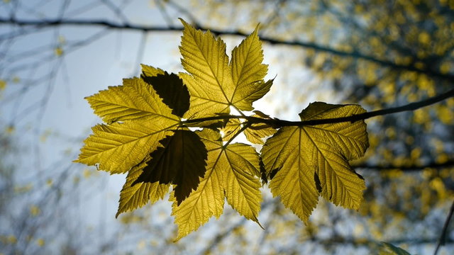 Backlit sycamore maple leaf.