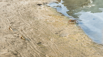 Crab and walking Fishes