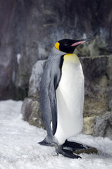 King Penguin - Aptenodytes Patagonicus