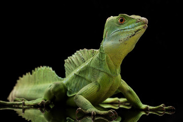 Green basilisks