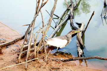 Birds trapped by hunters