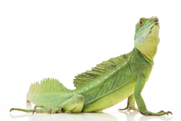 Obraz premium Green basilisks