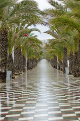 Obraz premium Tree lined promenade