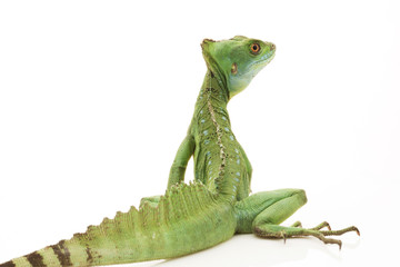 Green basilisks