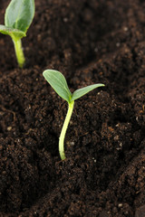 Green seedling growing from soil close-up.