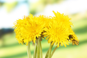 Dandelion flowers on bright background