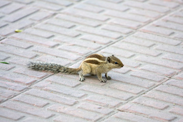 Chipmunk in India