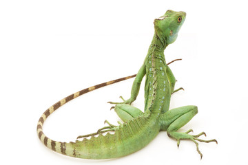 Green basilisks