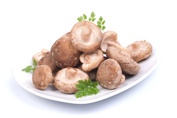 Shiitake Pilze