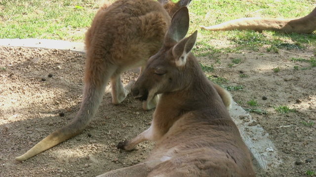 Relaxed two kangaroo