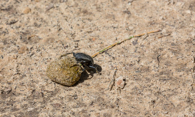 Dung beetle
