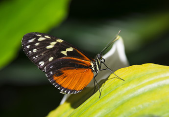 an orange tropical butterfly sitting on a green leaf