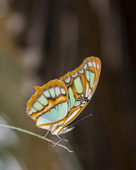 Fototapeta na wymiar tropical butterfly sitting on a grass