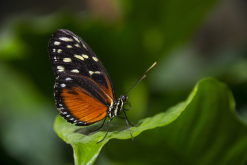 Fototapeta na wymiar an orange tropical butterfly sitting on a leaf