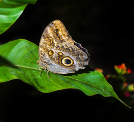 a brown tropical butterfly sitting on a green leaf
