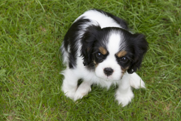 spaniel puppy