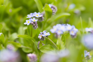 forget-me-not flower