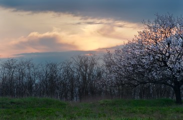 Blooming tree in spring at sunset