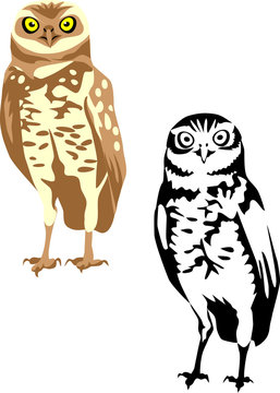 burrowing owl - athene cunicularia