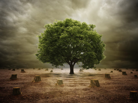 Lonely tree in a deforested landscape