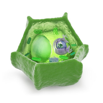 Plant Cell Cutaway Illustration