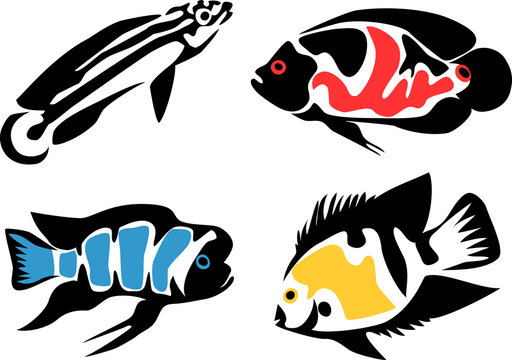 set of aquarium fishes - cichlids