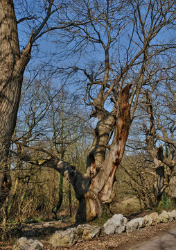 France, old tree in Vernouillet in les Yvelines